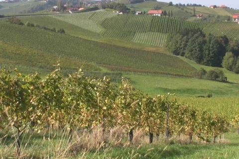 Vineyards Video stock 1067808