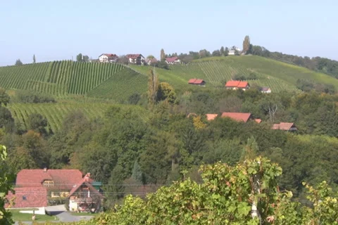 Vineyards Stock Footage 1067828