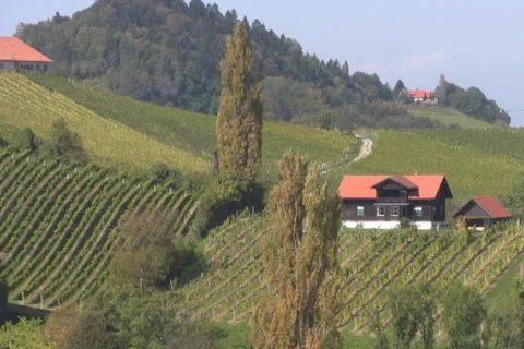 Vineyards Stock Footage 1067846