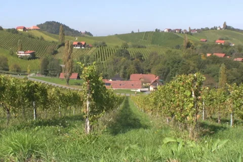 Vineyards Stock Footage 1067856