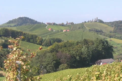 Vineyards Stock Footage