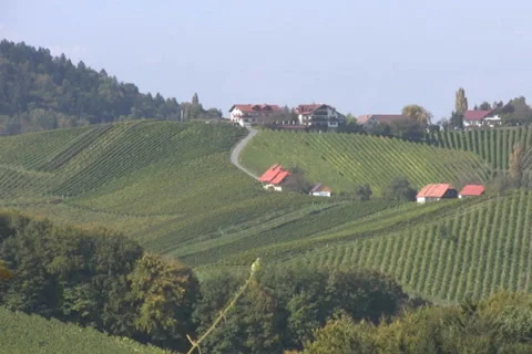 Vineyards Stock Footage 1067885