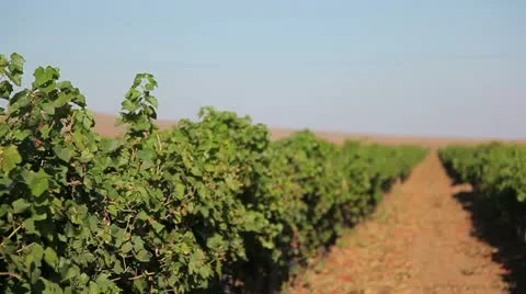 Vineyards 스톡 동영상 11067387
