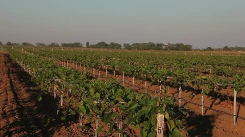 Vineyards 動画素材 11071109