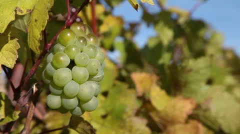 Vineyards Video stock 12459906