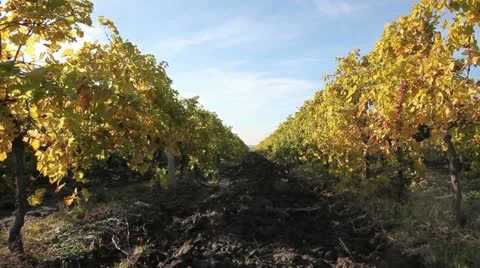 Vineyards Stock Footage 12536985