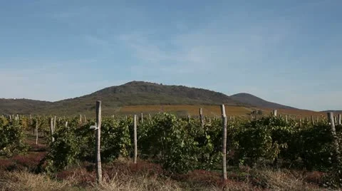 Vineyards 库存影片 12633015
