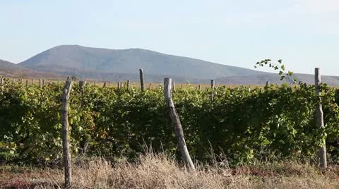 Vineyards Stock Footage 12633722
