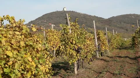 Vineyards Stock Footage 12634013
