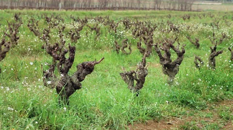 Vineyards Stock Footage 22738097