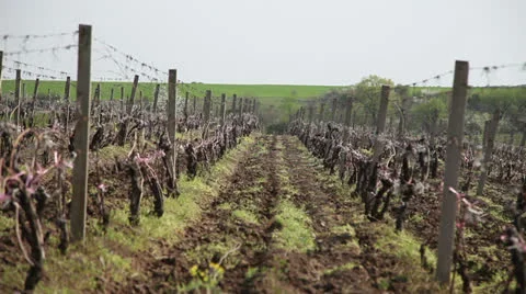 Vineyards Stock Footage 23434681