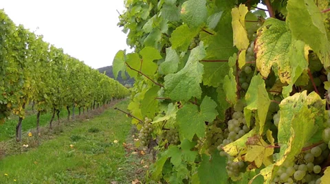 Vineyards. Stock Footage 31548302