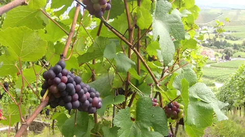 Vineyards. Stock Footage 31557388