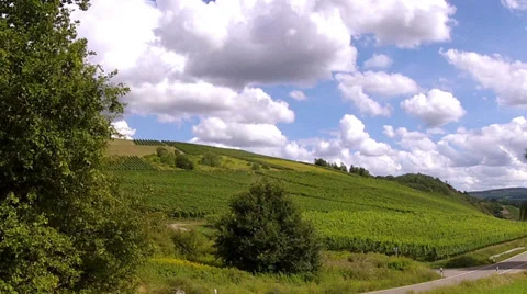 Vineyards. Stock Footage 31730814