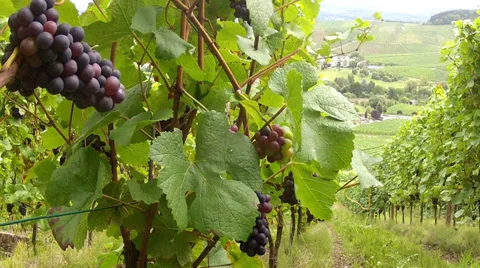 Vineyards. Stock Footage 32729019