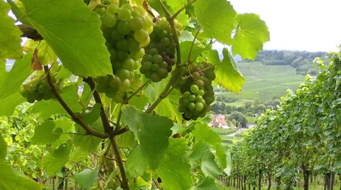 Vineyards. Stock Footage 32735658