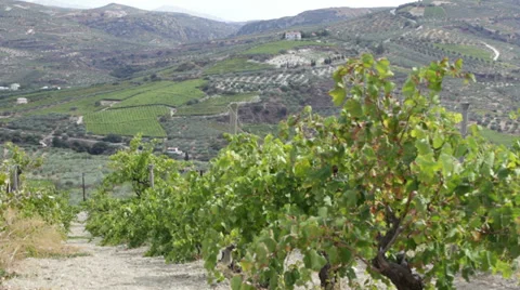 Vineyards Stock Footage 33798794