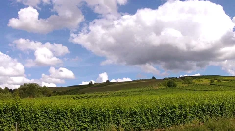 Vineyards. Stock Footage 34166789