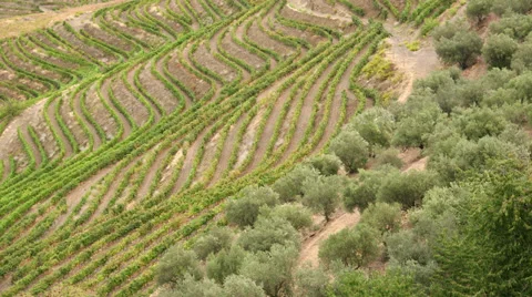 Vineyards Video stock 34335127