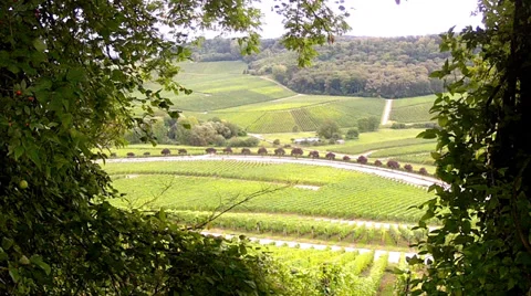 Vineyards. 動画素材 34439008