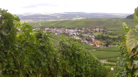 Vineyards. Stock Footage 34472960
