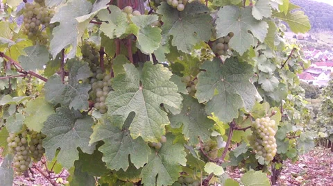 Vineyards. Stock Footage 35790673