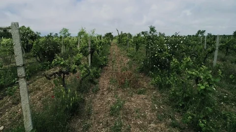 Vineyards. Stock Footage 109924513