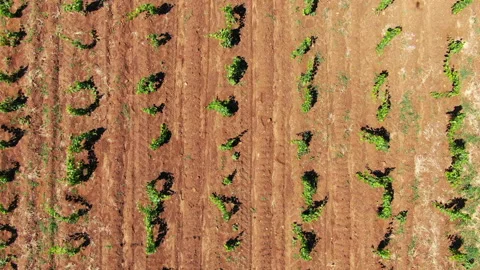 Vineyards Stock Footage 130269131