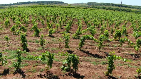 Vineyards Stock Footage 130269201