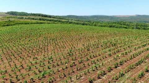 Vineyards 库存影片 130270303