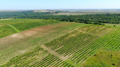 Vineyards 库存影片 130270313