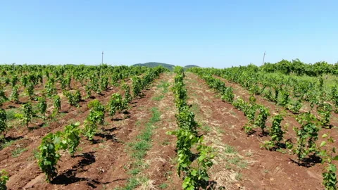 Vineyards Stock Footage 130270498