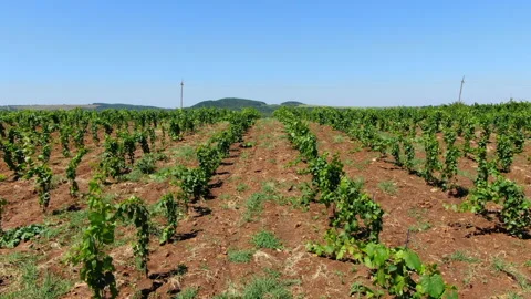 Vineyards Stock Footage 130270575