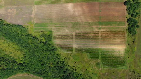 Vineyards Stock Footage 130270720