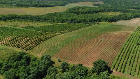 Vineyards Stock Footage 130270727