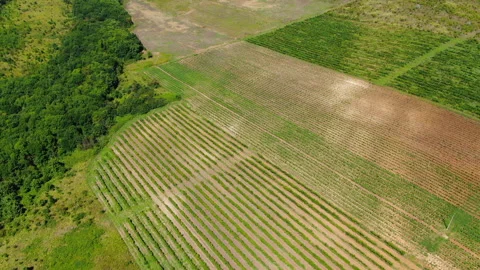 Vineyards 库存影片 130270914