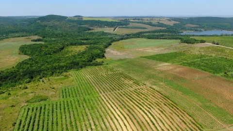Vineyards 库存影片 130270989