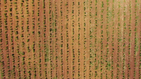 Vineyards Stock Footage 130271140