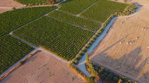 Vineyards Stock Footage 135570542