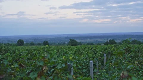Vineyards Stock Footage 139720530