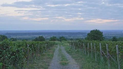Vineyards Stock Footage 139720723