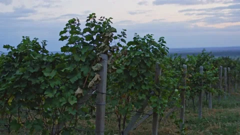 Vineyards Stock Footage 139720877