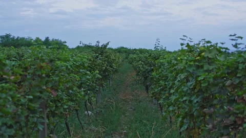 Vineyards Stock Footage 139720907