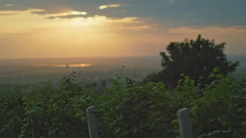 Vineyards Stock Footage 139720998