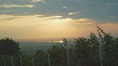 Vineyards Stock Footage 139721004
