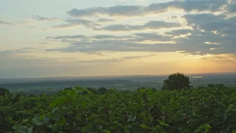 Vineyards Stock Footage 139721221