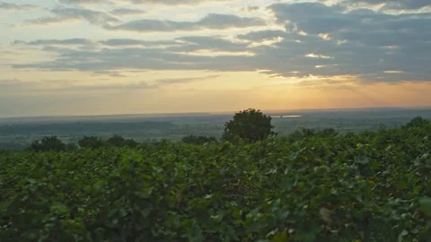 Vineyards Stock Footage 139721301