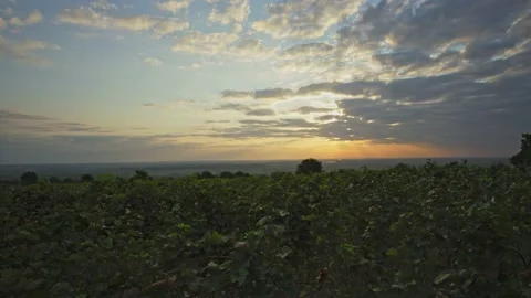 Vineyards Stock Footage 139721537