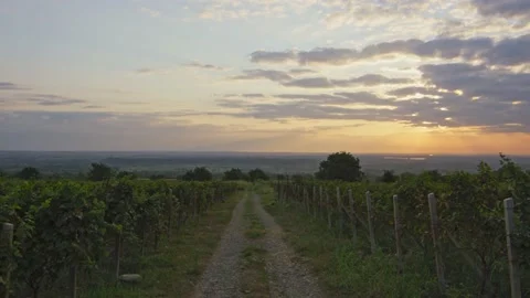 Vineyards Stock Footage 139721562