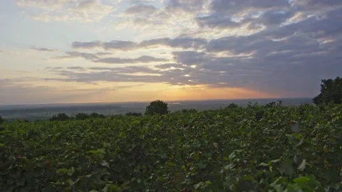 Vineyards Stock Footage 139721678